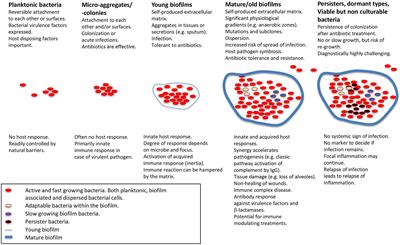 Immune Responses to Pseudomonas aeruginosa Biofilm Infections